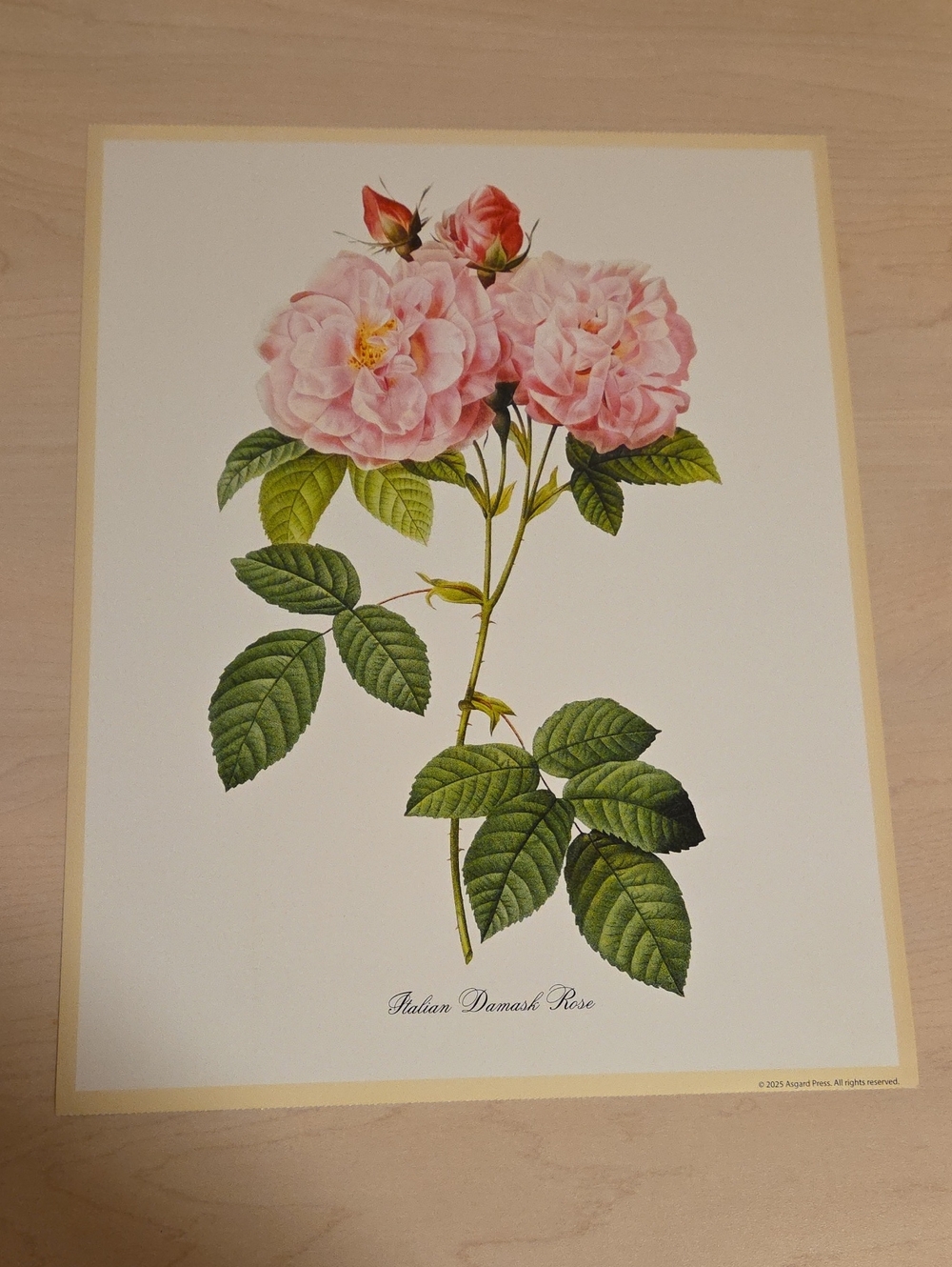 Italian Damask Rose Poster by Pierre-Joseph Redoute, 1817-1824